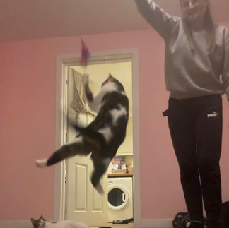 Ariel @ Hols Pets: Cat Sitting. 