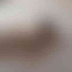 Belle sniffing the silvervine stick