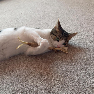 Belle sniffing the silvervine stick