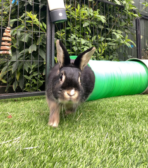 Hols Pets: A Growing Focus on Cats and Small Animals (Ronnie)