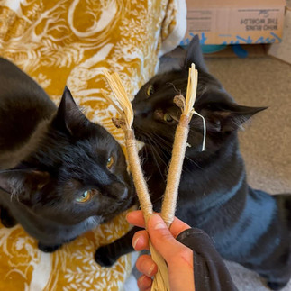 Ted & Tilly being introduced to the silvervine sticks