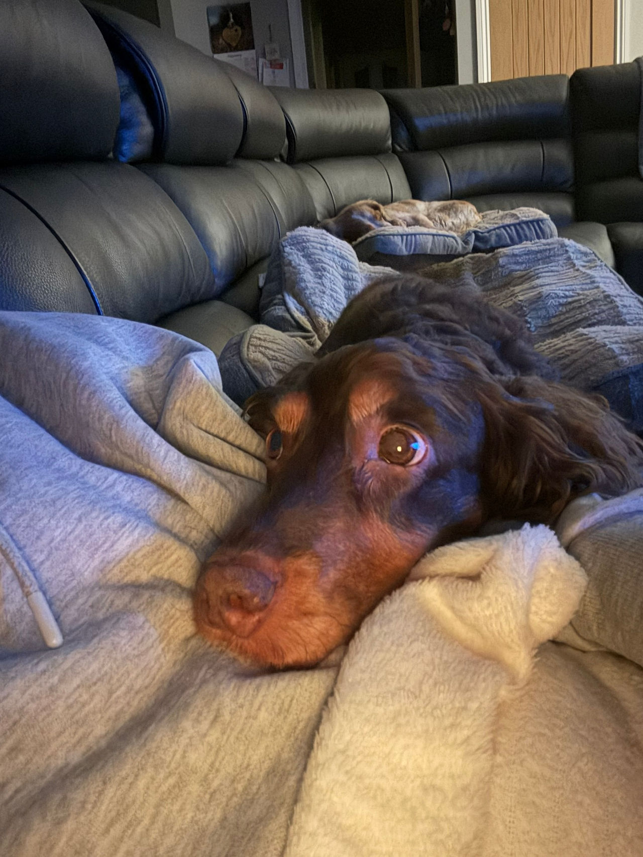 Cuddles with Lola 