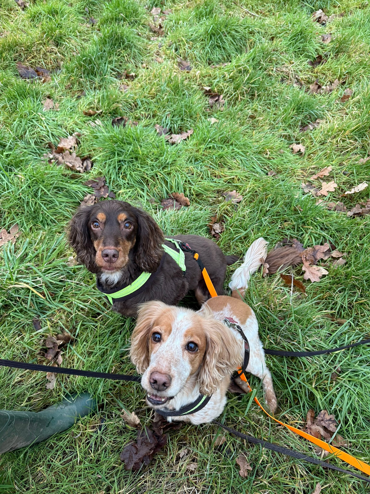 Lilly and Lola Dog Walking 