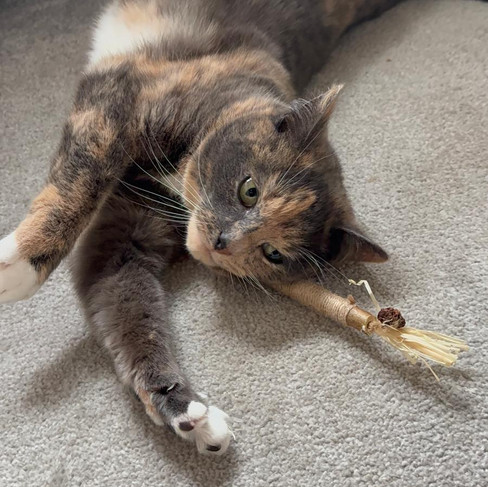 Trixie with silvervine stick