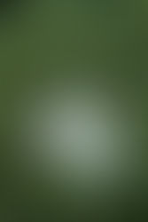 NIKE SB DUNK LOW PRO QS "Yuto Horigome"