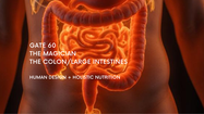 gate-60-nutrition-colon-health