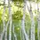 Thumbnail: WHITE BIRCH