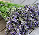 Lavender-Fragrance-Oil.webp