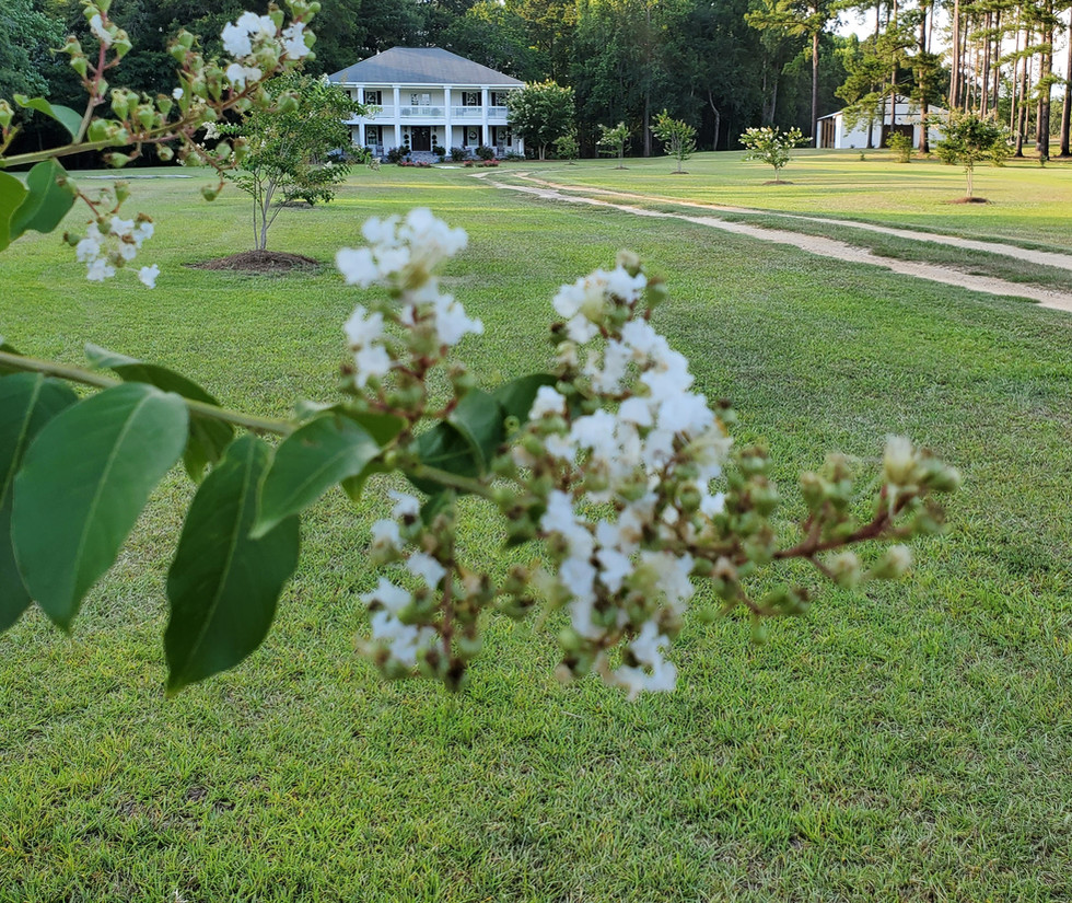 Gallery | Rosewood Plantation