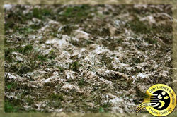 Owego Cross Country Invitational Pheasan