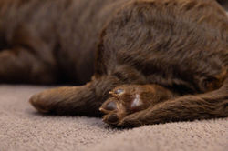 Phantom, Blue Merel, Tri color Aussie Doodle