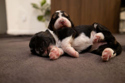 TriColor, blue merel