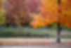 Fall Landscape in Southern Village, Chapel Hill