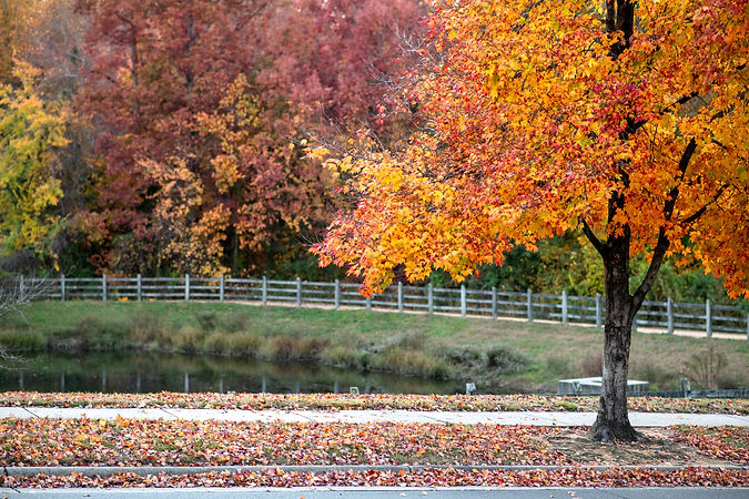 Fall Landscape in Southern Village, Chapel Hill