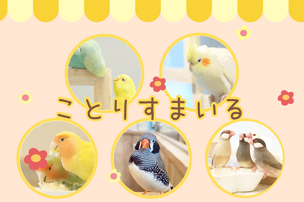 鳥とふれあえるカフェ ことりカフェ