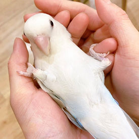 コザクラインコの大ちゃん