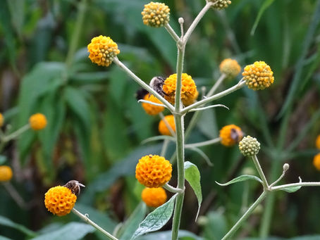 Heb ik een testament nodig om een executeur te benoemen?
