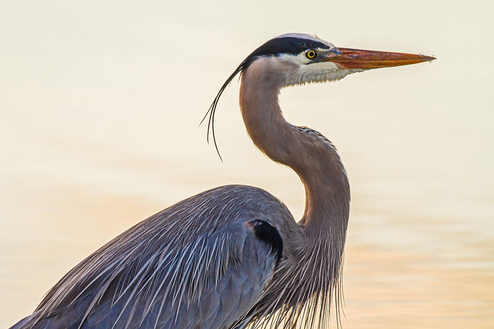 Ashburn Village Real Estate Lakes Great Blue Heron
