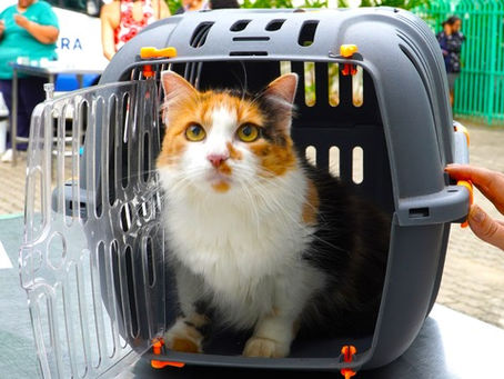 Programa “Bem-Estar Animal” leva atendimentos gratuitos ao Green Park nesta quarta-feira (28)