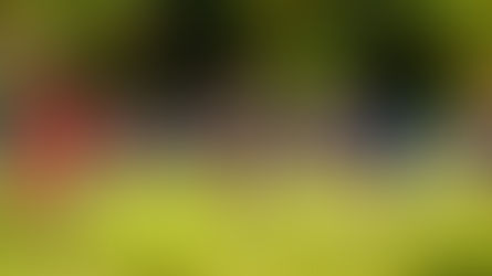 Ilhabela Rugby: categorias M13 e M17 apresentam bom desempenho no Campeonato Paulista