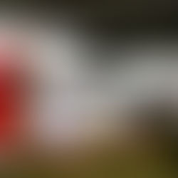 Festa de Santo Antônio movimenta Caraguatatuba com celebrações até 29 de junho