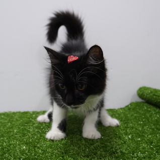 Centro de Referência Animal de Ilhabela realiza feira de adoção de pets neste sábado (14)