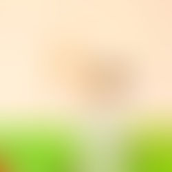 Atletas de Ilhabela encaram desafio nacional no Campeonato Brasileiro de Poomsae