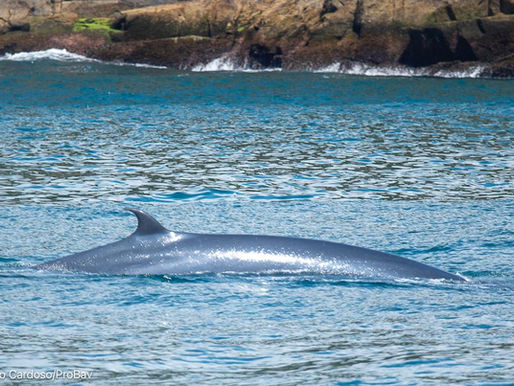 Avistamento de Baleias Tropicais encantam moradores e turistas de Ilhabela