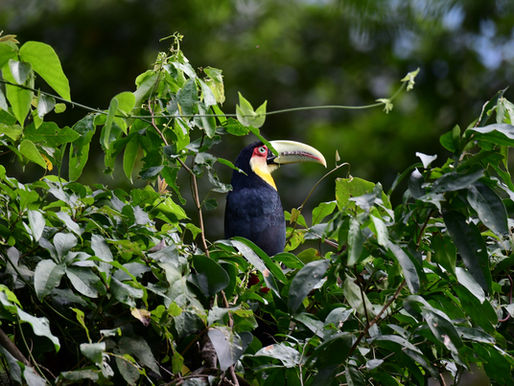 Ilhabela Bird Week 2025 bate recorde de público e reforça turismo de observação de aves no litoral de São Paulo