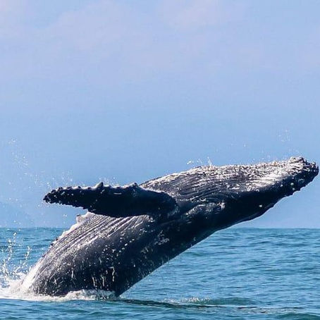 Ilhabela se prepara para temporada de baleias 2026 após ano recorde