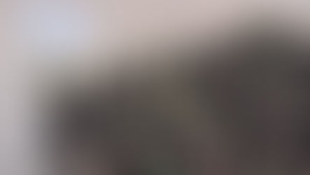 Ilhabela abriga árvores nativas da Mata Atlântica com propriedades medicinais