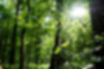 Waldnatur Hirschfelde