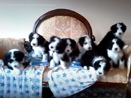 8 boys born at Debbeacol