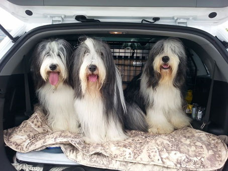 Travis Qualifies for Crufts 2016