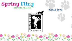 Cat Rescue: The Goathouse Refuge