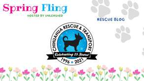 Don't miss the little ones with Chihuahua Rescue and Transport! 