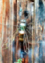 Recycled Art Insect Sculpture