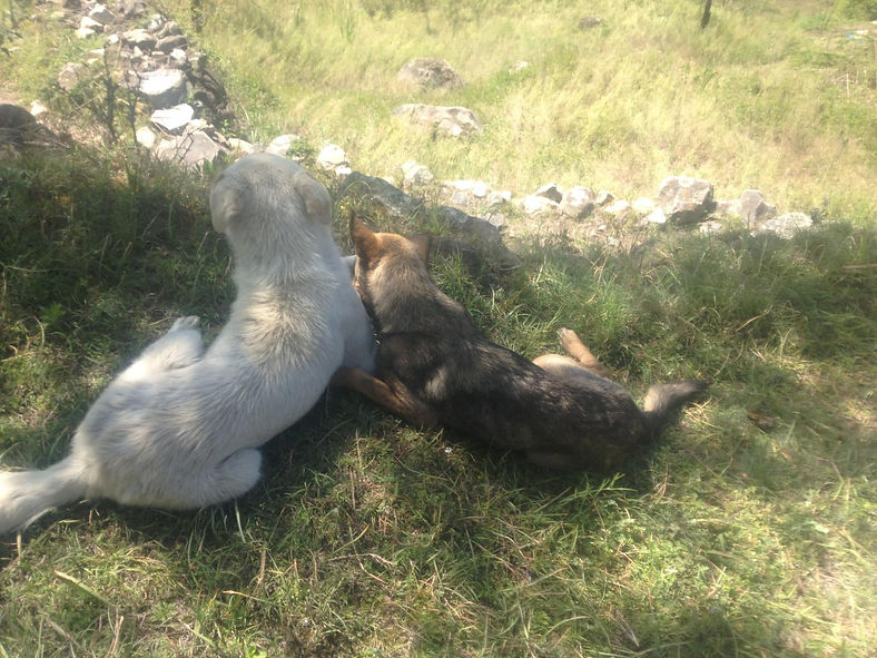 Himalayandogs4.jpg