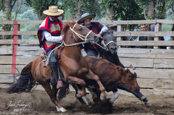 Fotografía de Viajes  Lonquimay