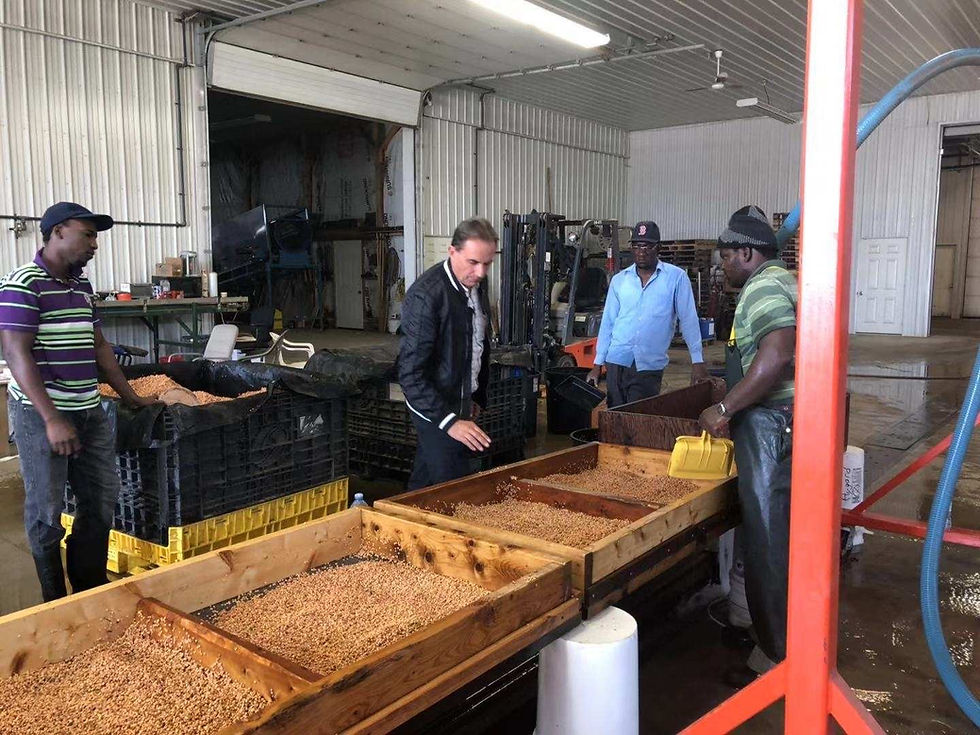 Inspecting Ginseng Seed
