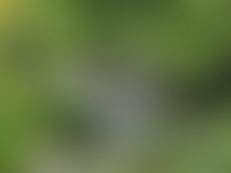 Chimney Rock, NC. August 1.