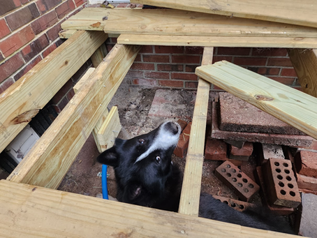 Fin's help. I was making a removable section of the deck, Fin really wanted to help.... September 2023 (6 Pics)