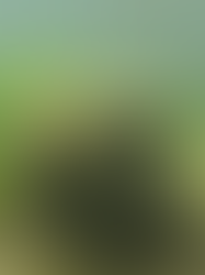 Heavily Decorated Hermit Crab, June 2022