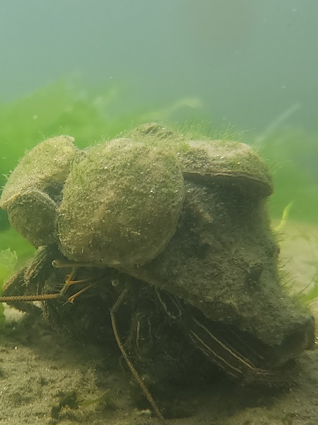 Heavily Decorated Hermit Crab, June 2022