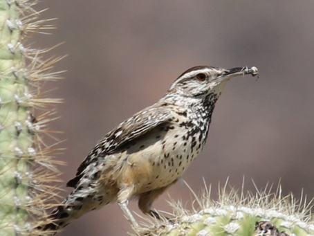 Cactus Wren, near Phoenix, Az. March 2022