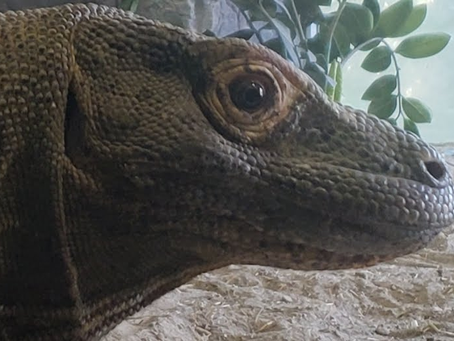 Monitor Lizard, VaBeach Aquarium. Sept 2019