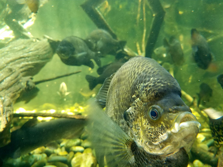 More Aquarium pics, August 2017 (11 Pics)