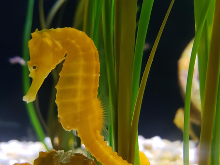 Sea Horse, Sept 2019, VaBeach Aquiarium
