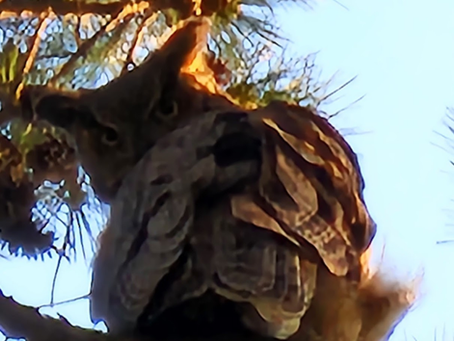 Great owl, Norfolk, April 17, 2022