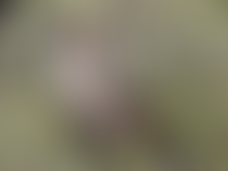 Curved Bill Thrasher, Outside Mesa, Az. March 2022